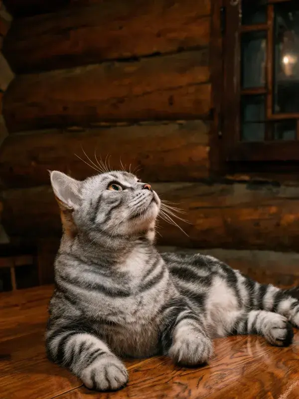 原木墙面室内银虎斑短毛猫图景