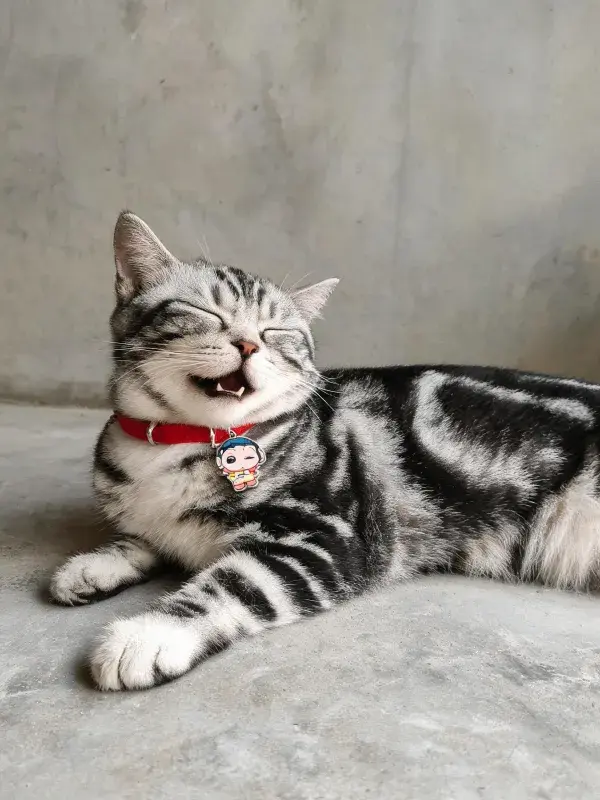 银虎斑美国短毛猫于素色空间休憩图景