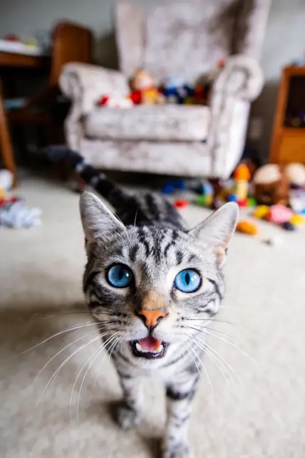 银虎斑猫近距离注视镜头的场景