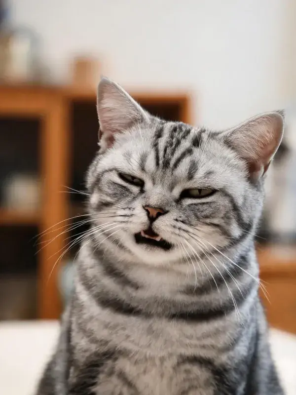 银虎斑短毛猫张嘴表情瞬间