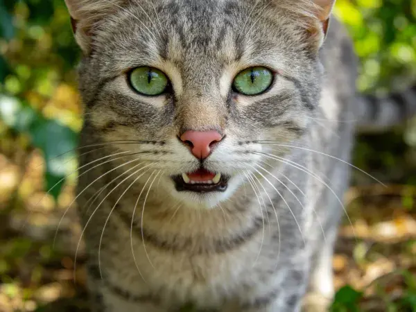 户外绿植旁的灰虎斑短毛猫