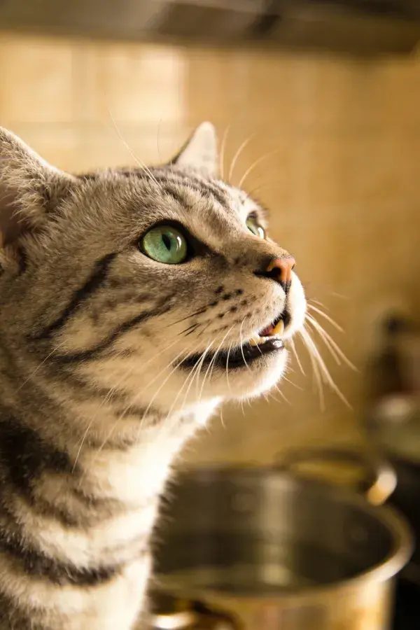 近景拍摄短毛虎斑猫仰望姿态