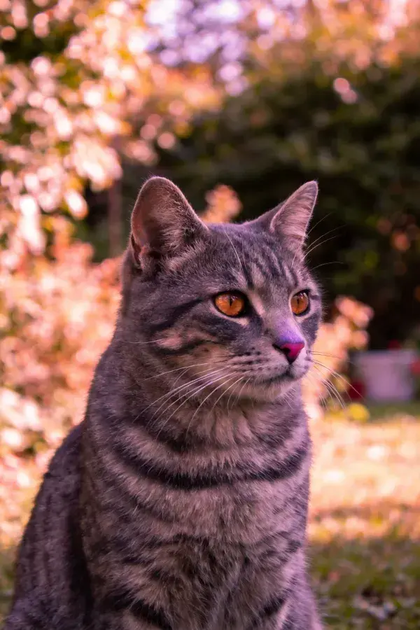 灰虎斑短毛猫在花园中眺望