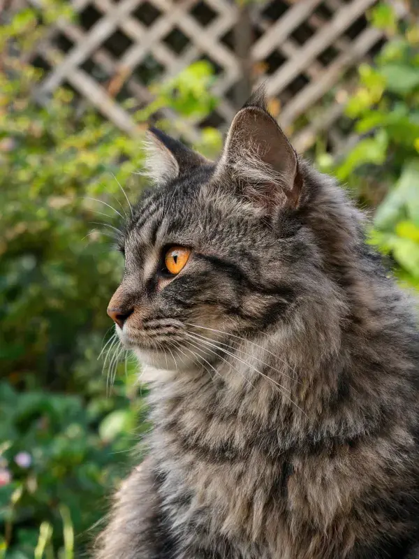 长毛虎斑猫在庭院绿植间的凝视姿态