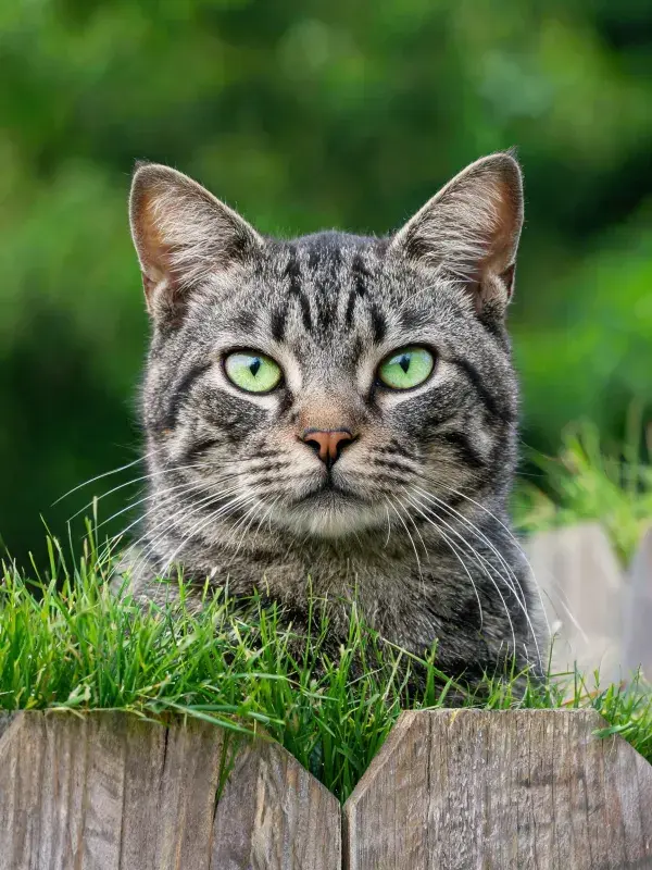 短毛虎斑猫于木栅栏后的探视姿态