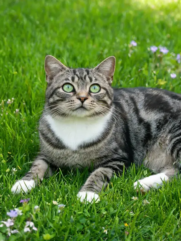 短毛虎斑猫于绿草间的休憩景象