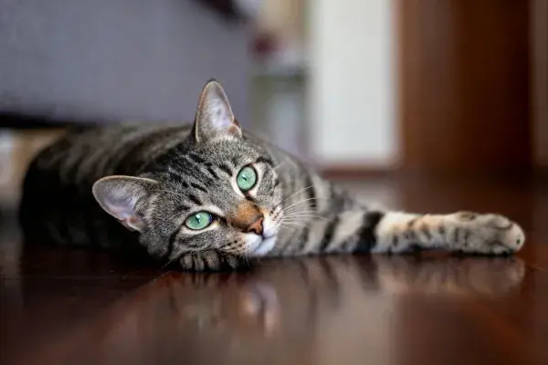 室内木质桌面上的短毛虎斑猫