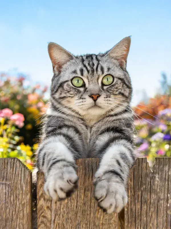 银虎斑短毛猫越栏张望