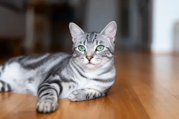 银虎斑短毛猫在木质地板上的特写