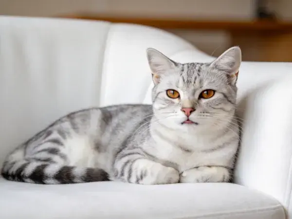 银虎斑短毛猫躺卧白色座椅特写