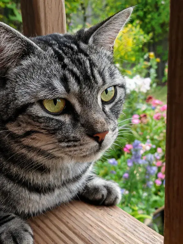 灰虎斑短毛猫于木栏处眺望花园