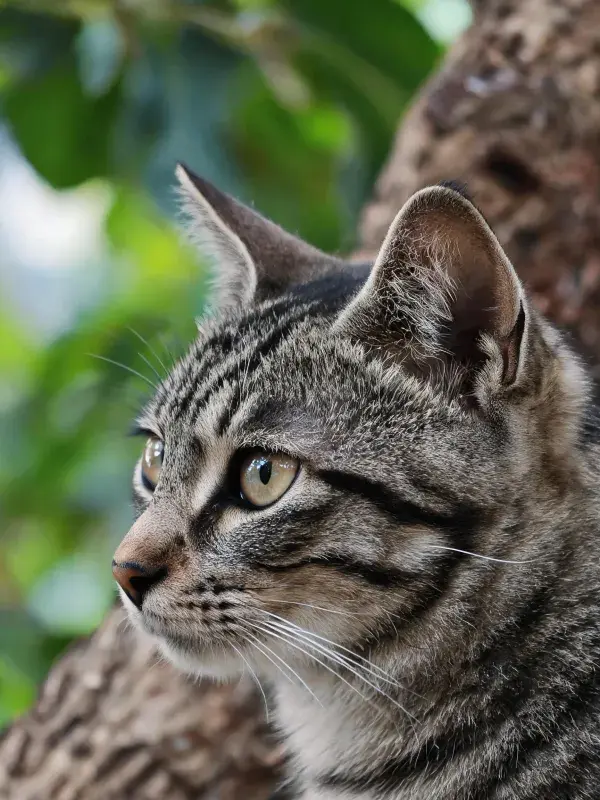 短毛虎斑猫在树木旁的观察姿态