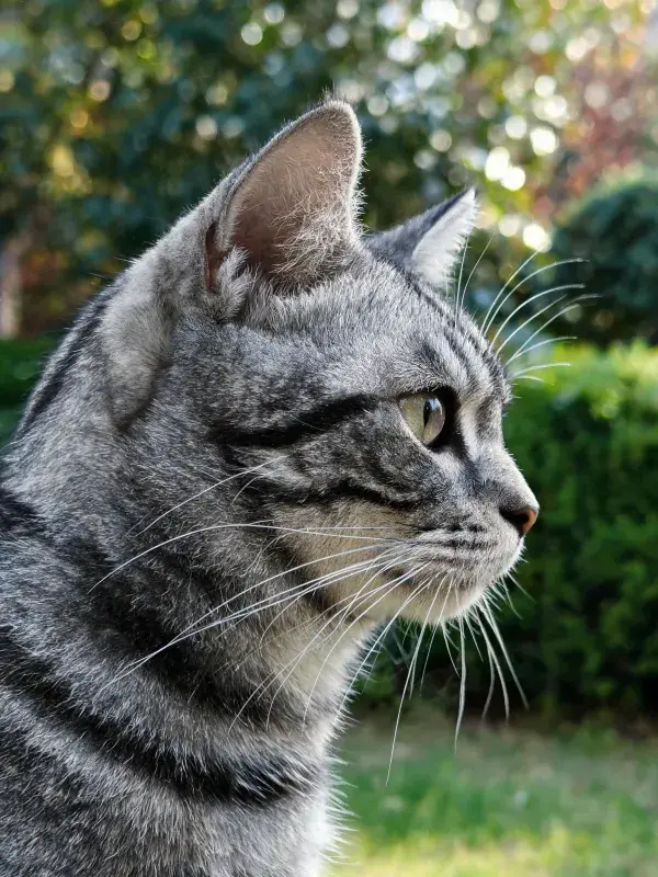 户外绿篱间的灰虎斑猫侧影