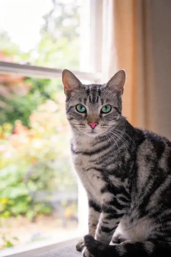 近景短毛虎斑猫坐于窗边