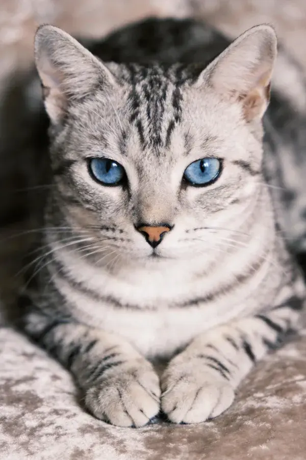 柔软织物上的银渐层短毛猫