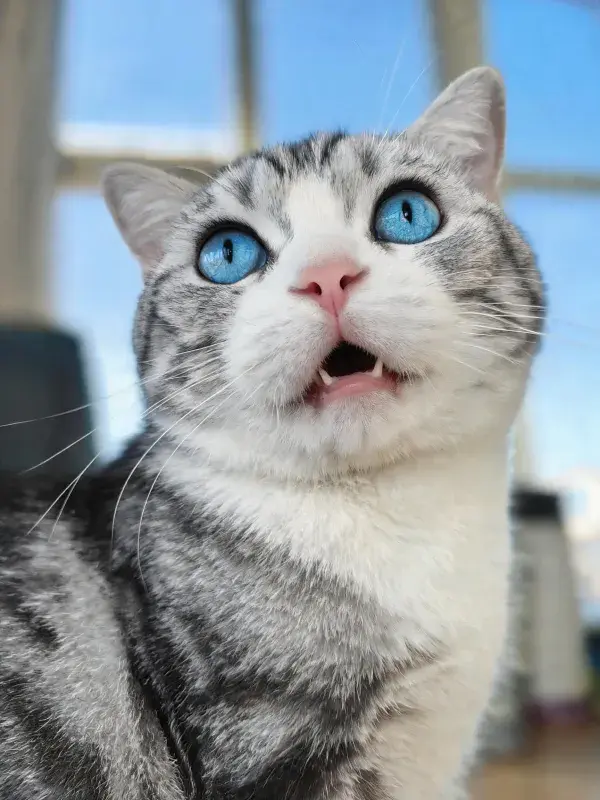 室内窗边灰白短毛猫特写