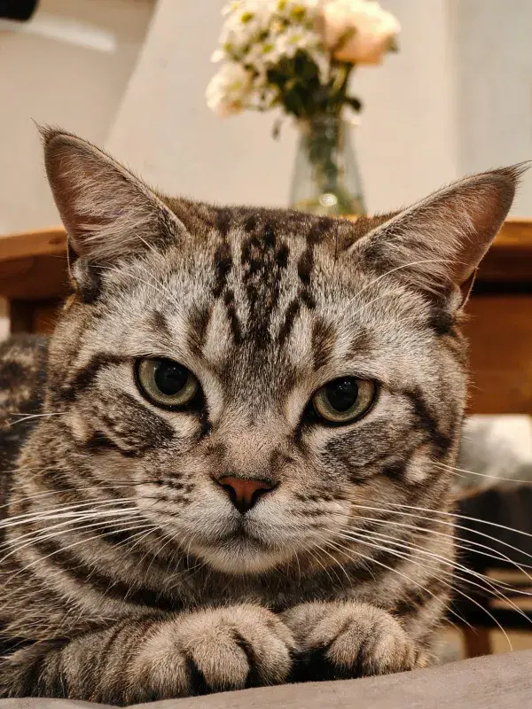 前爪伸展的玳瑁斑纹短毛猫