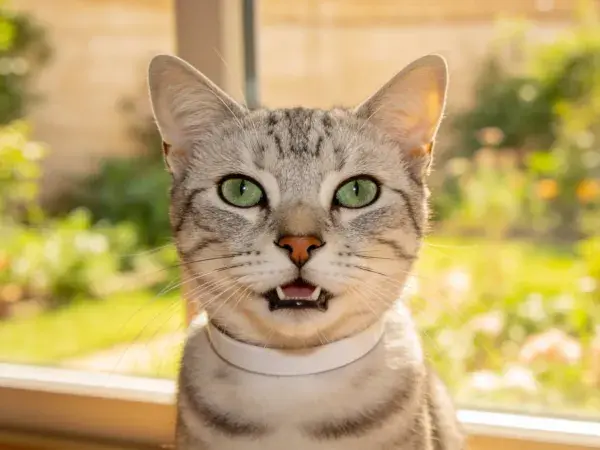 银灰条纹短毛家猫窗前特写