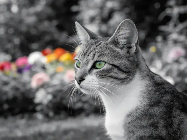 观察景色的灰虎斑短毛猫