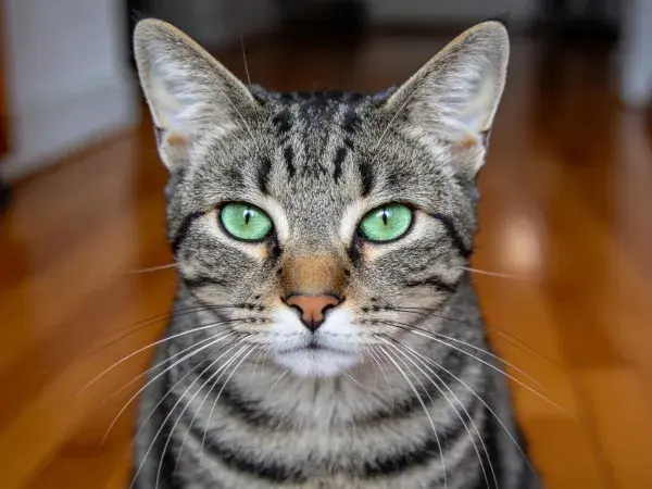 室内木质地板前的虎斑短毛家猫