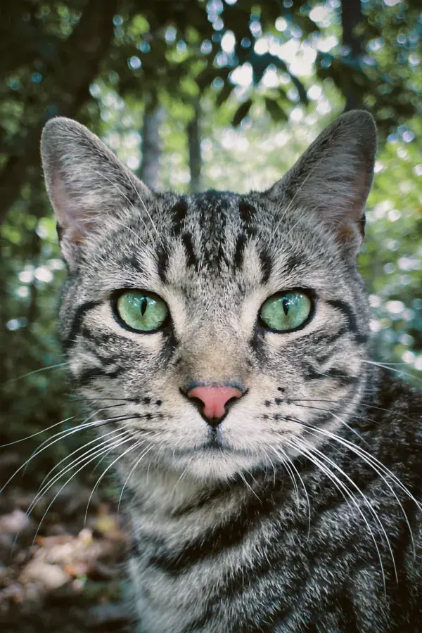 树林间注视的灰虎斑短毛猫