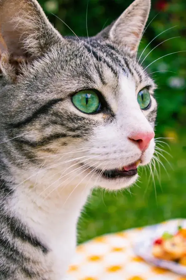 户外绿植旁的灰白相间短毛家猫特写