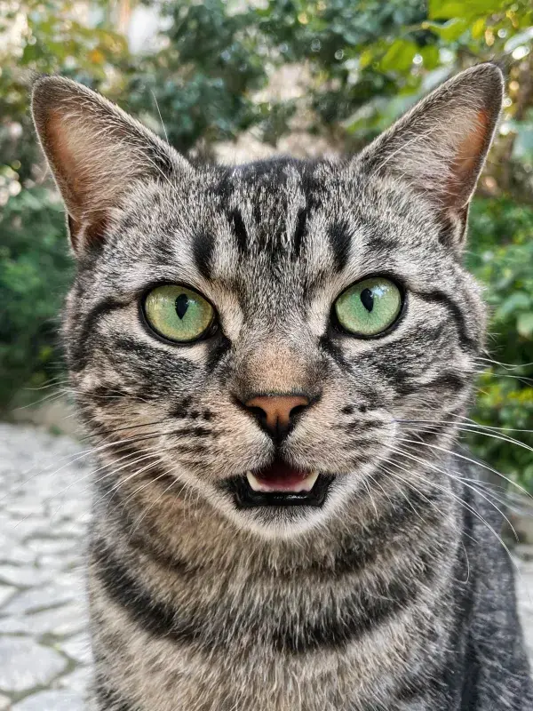 银色虎斑短毛猫于园林绿境前