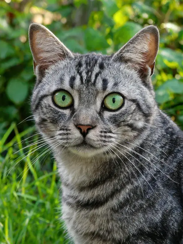 银虎斑短毛猫凝视镜头瞬间