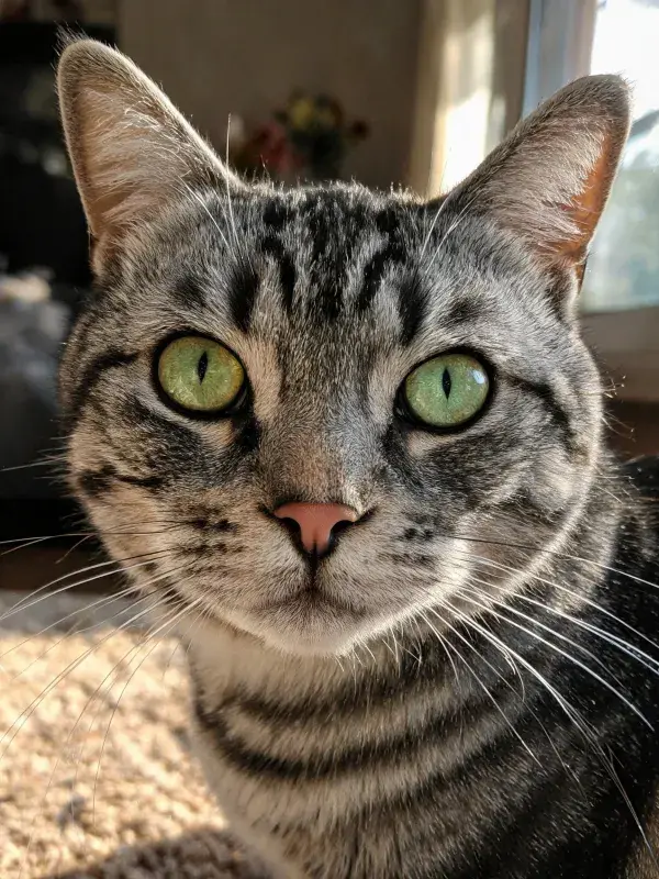 室内暖光下的银虎斑短毛猫