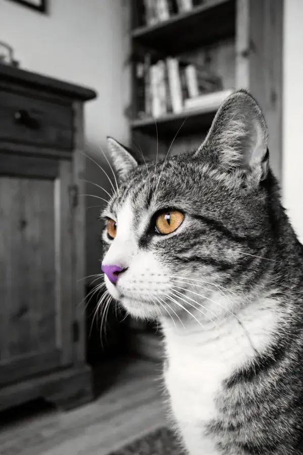 短毛家猫特写，室内书架旁的观察姿态