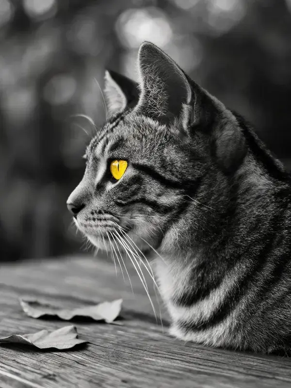 黑白短毛虎斑猫于木质平台上的观察姿态
