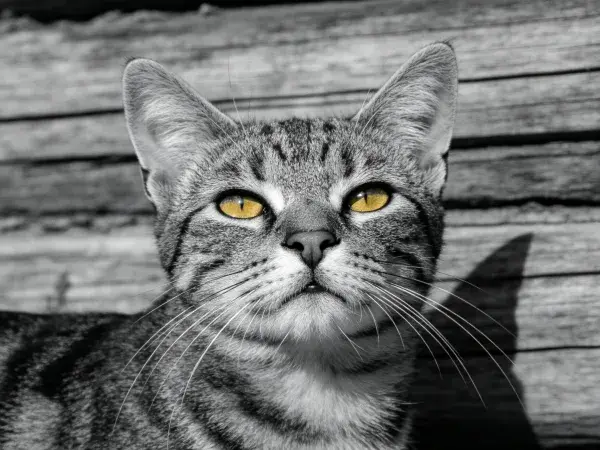 露天环境中黑白短毛家猫特写