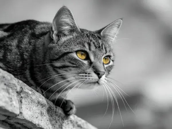 石质边缘上的灰纹短毛家猫