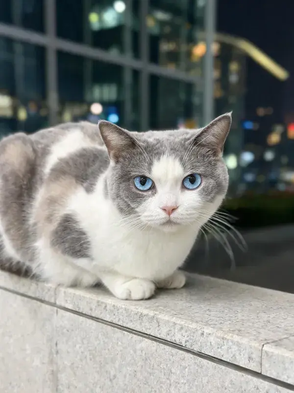 灰白双色短毛猫的城市夜色中静坐