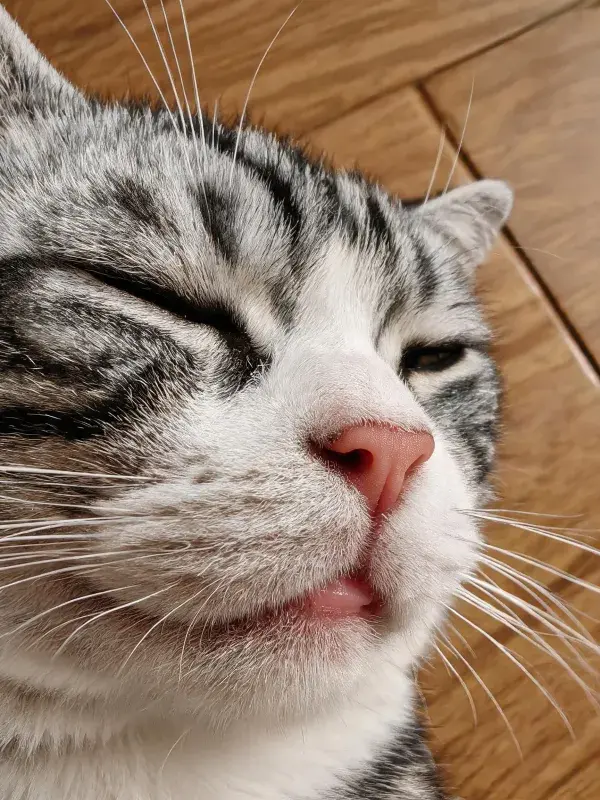 灰白短毛家猫在木质地面上的休息状态