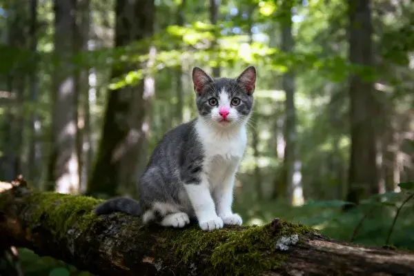 灰白短毛家猫 坐在森林中的苔藓原木上