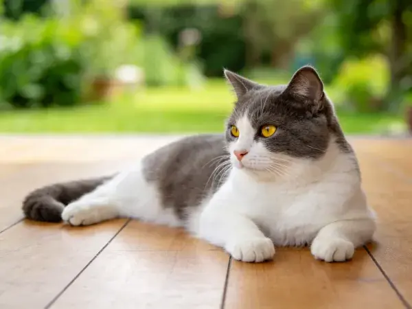 灰白花色短毛家猫于木质平台休憩