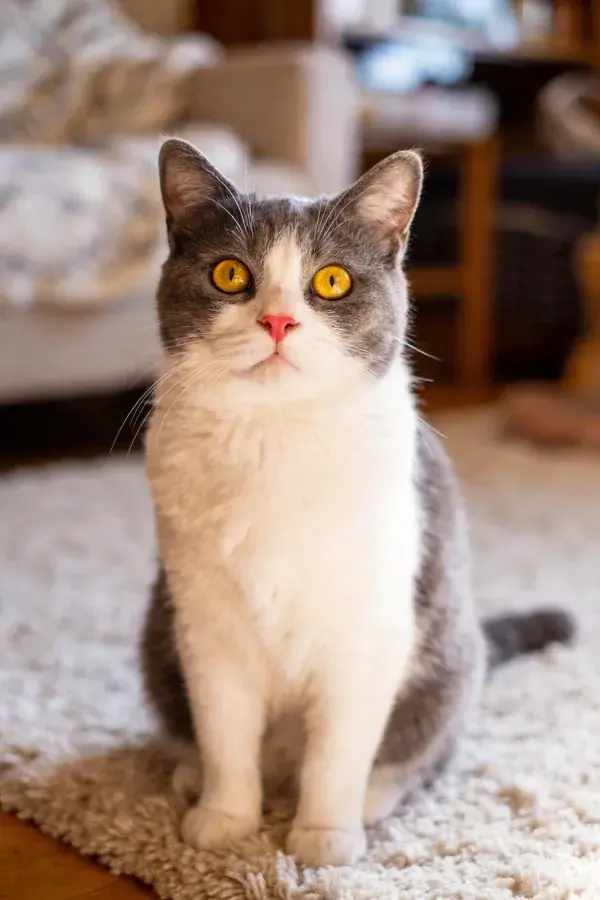 灰白双色短毛家猫端坐