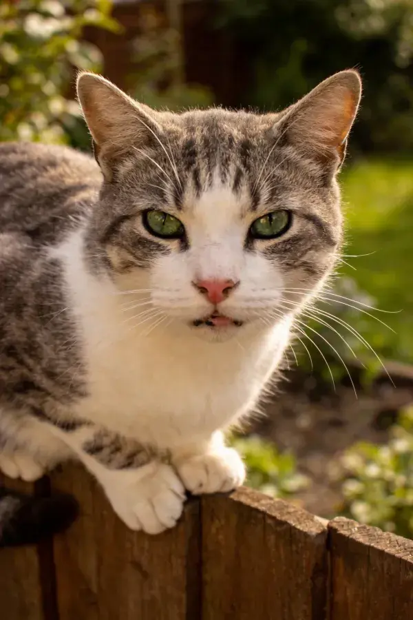 灰白相间短毛猫倚靠木栅栏特写