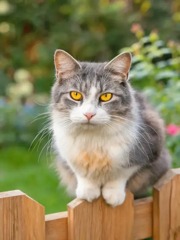 木栅栏上的灰白三色长毛猫