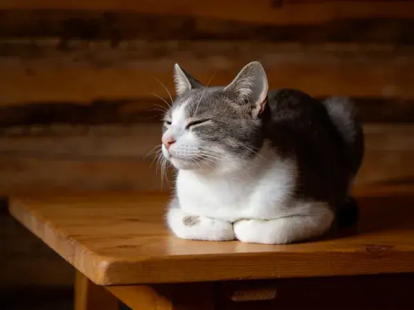 木桌上灰白短毛家猫休憩