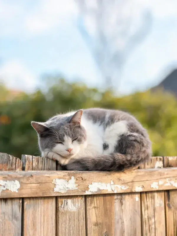 露天环境中灰白短毛家猫的休憩画面