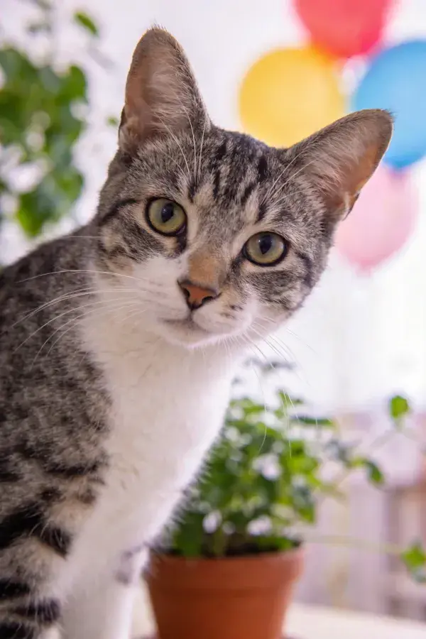 室内花卉旁的灰黑斑纹短毛家猫