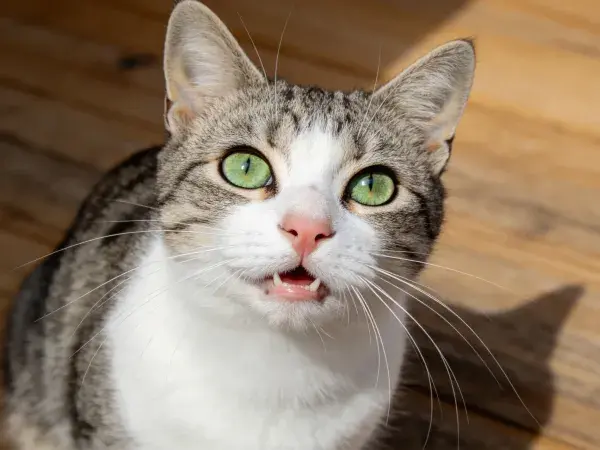 灰白花色短毛家猫张望瞬间