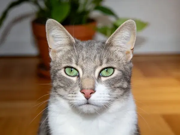 室内环境中灰白花色短毛家猫特写