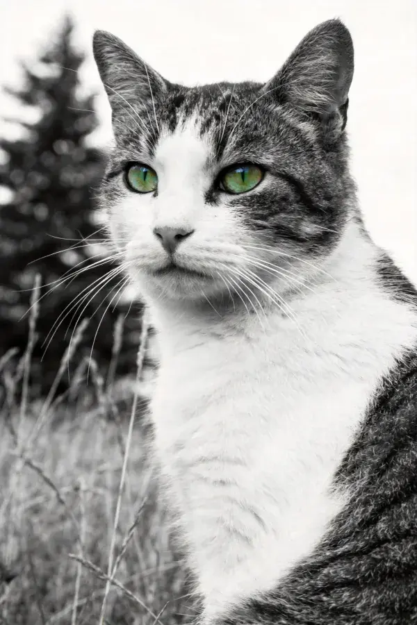 阴影中绿色眼眸的灰白相间短毛家猫