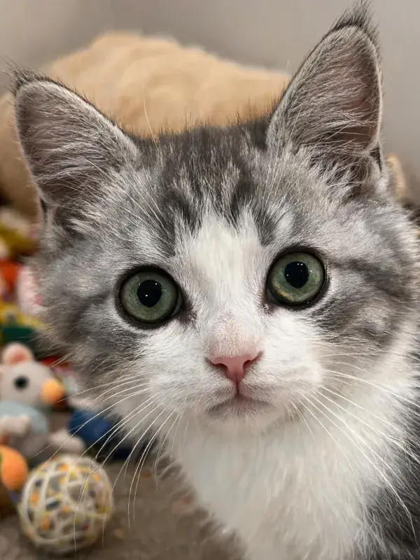 室内暖光下的灰白短毛猫