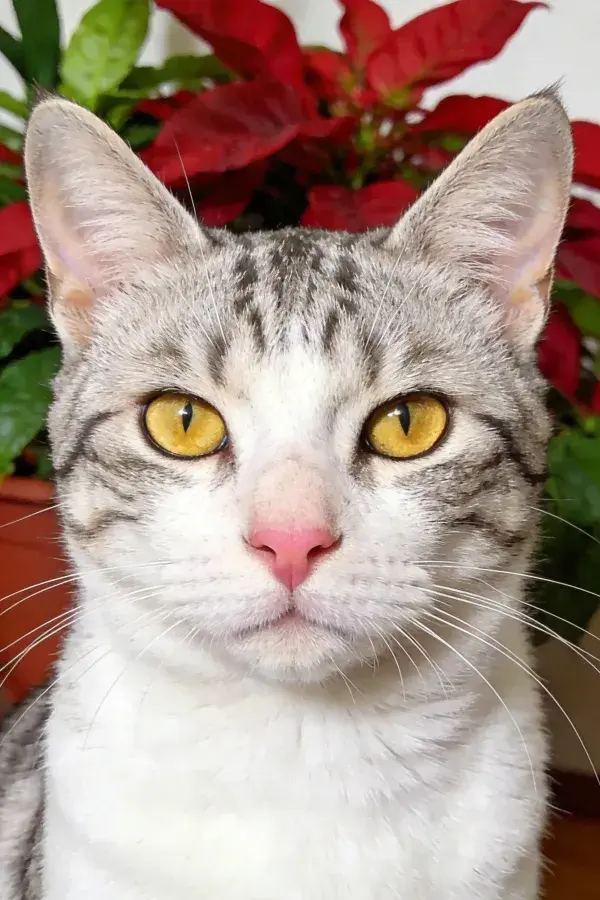 室内环境中灰白虎斑短毛家猫特写
