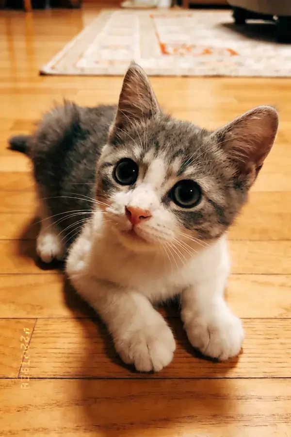 室内木质地板上的灰白短毛家猫
