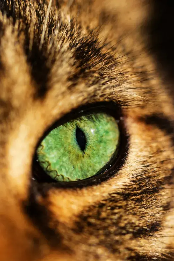 短毛家猫眼部特写镜头